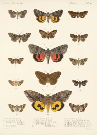 Insecta Lepidoptera Heterocera Pl 031