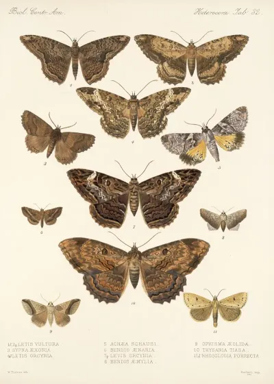 Insecta Lepidoptera Heterocera Pl 032