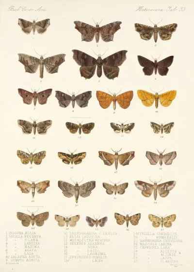 Insecta Lepidoptera Heterocera Pl 033