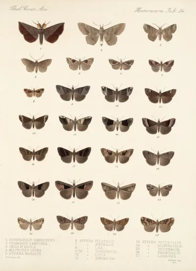 Insecta Lepidoptera Heterocera Pl 034
