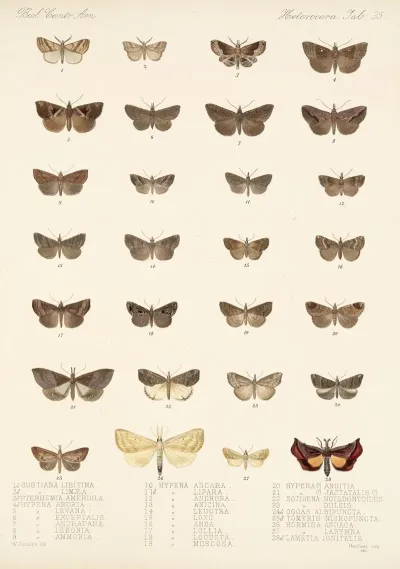 Insecta Lepidoptera Heterocera Pl 035