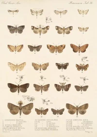 Insecta Lepidoptera Heterocera Pl 036