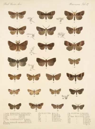 Insecta Lepidoptera Heterocera Pl 037