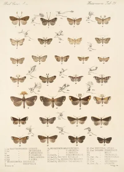 Insecta Lepidoptera Heterocera Pl 039