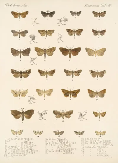 Insecta Lepidoptera Heterocera Pl 040