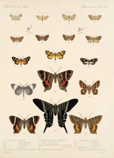 Insecta Lepidoptera Heterocera Pl 041