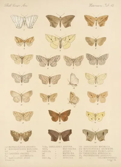 Insecta Lepidoptera Heterocera Pl 042