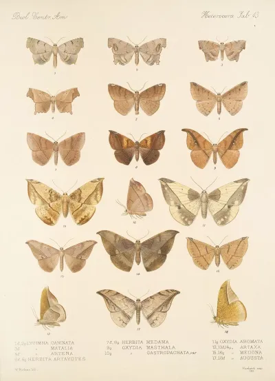 Insecta Lepidoptera Heterocera Pl 043