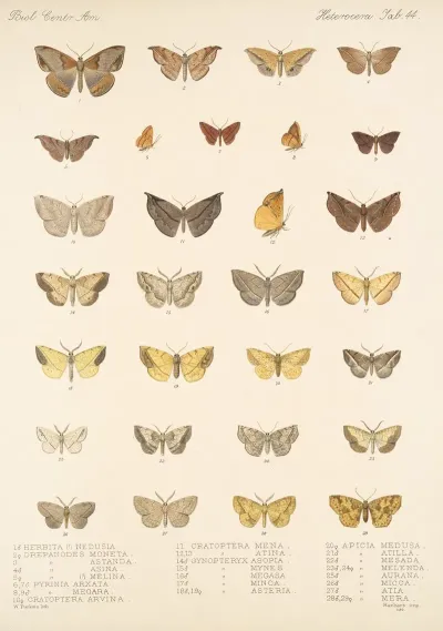 Insecta Lepidoptera Heterocera Pl 044