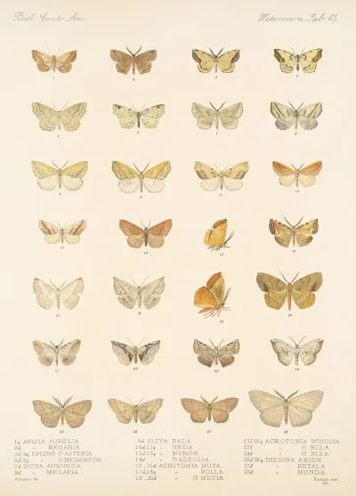 Insecta Lepidoptera Heterocera Pl 045