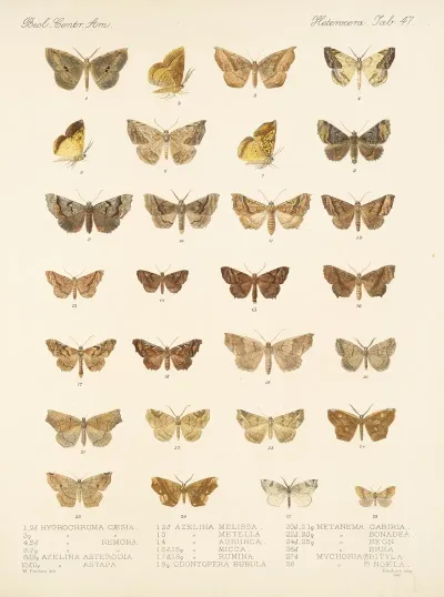 Insecta Lepidoptera Heterocera Pl 047