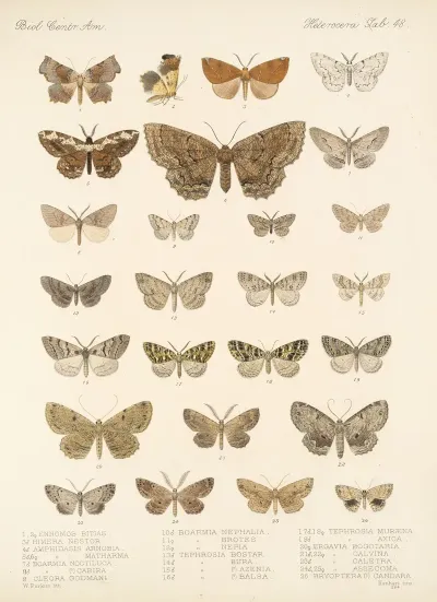 Insecta Lepidoptera Heterocera Pl 048