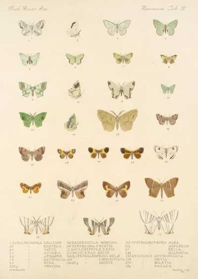 Insecta Lepidoptera Heterocera Pl 050