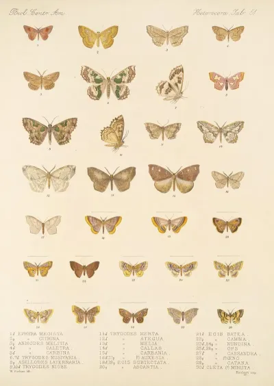 Insecta Lepidoptera Heterocera Pl 051