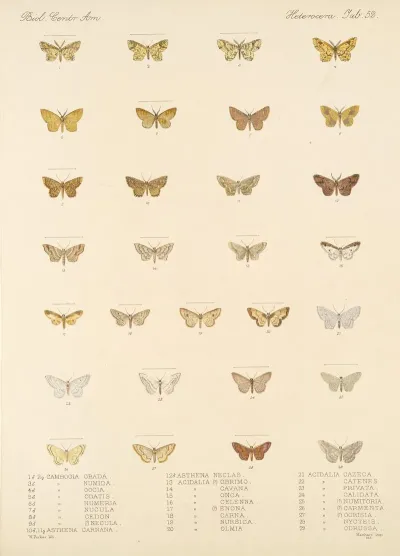 Insecta Lepidoptera Heterocera Pl 052