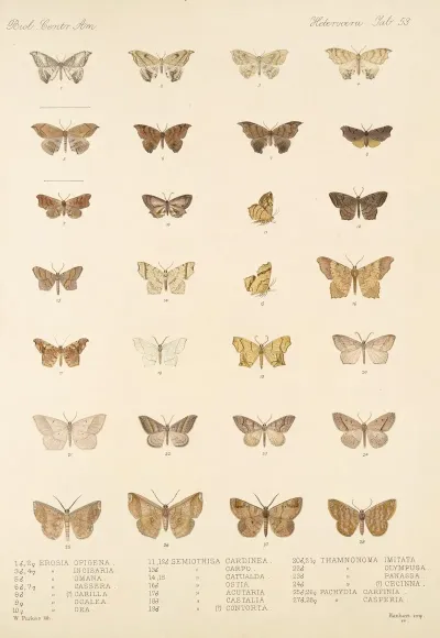 Insecta Lepidoptera Heterocera Pl 053