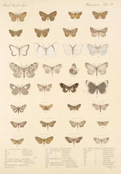 Insecta Lepidoptera Heterocera Pl 054