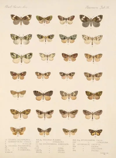 Insecta Lepidoptera Heterocera Pl 056