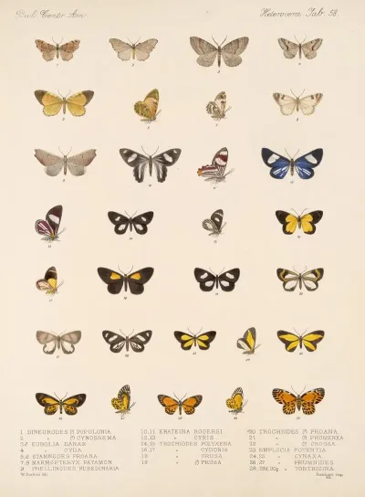 Insecta Lepidoptera Heterocera Pl 057