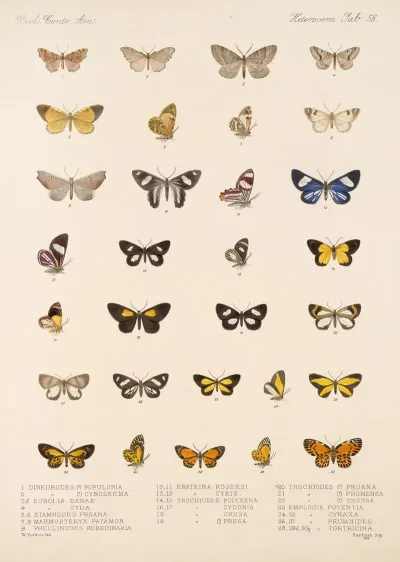 Insecta Lepidoptera Heterocera Pl 058