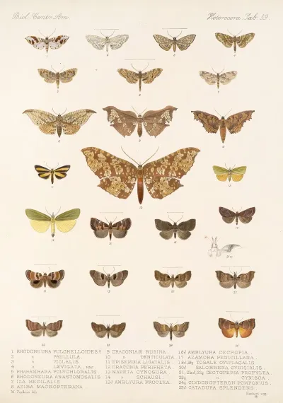 Insecta Lepidoptera Heterocera Pl 059