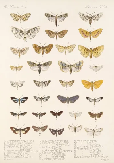 Insecta Lepidoptera Heterocera Pl 061