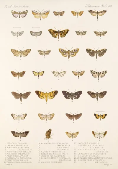 Insecta Lepidoptera Heterocera Pl 062