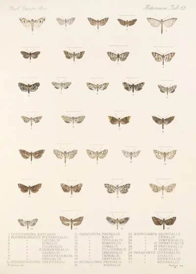 Insecta Lepidoptera Heterocera Pl 063