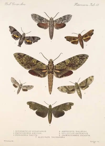 Insecta Lepidoptera Heterocera Pl 065