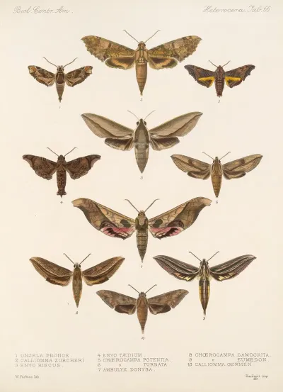 Insecta Lepidoptera Heterocera Pl 066
