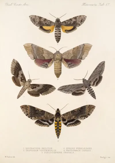 Insecta Lepidoptera Heterocera Pl 067