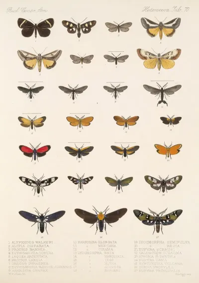 Insecta Lepidoptera Heterocera Pl 070