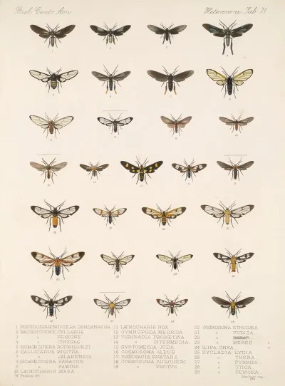 Insecta Lepidoptera Heterocera Pl 071
