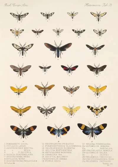 Insecta Lepidoptera Heterocera Pl 072
