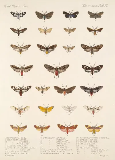 Insecta Lepidoptera Heterocera Pl 073