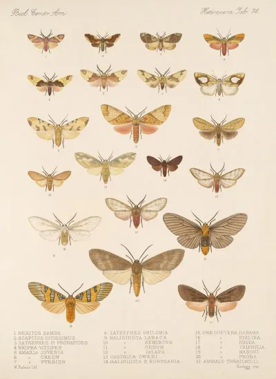 Insecta Lepidoptera Heterocera Pl 074