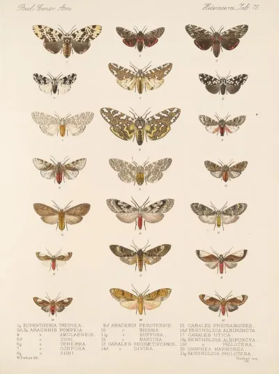 Insecta Lepidoptera Heterocera Pl 075