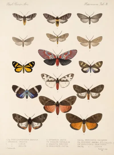 Insecta Lepidoptera Heterocera Pl 076