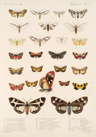 Insecta Lepidoptera Heterocera Pl 077