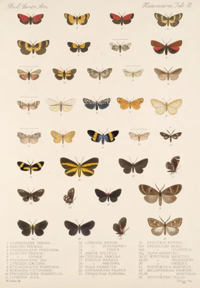 Insecta Lepidoptera Heterocera Pl 078