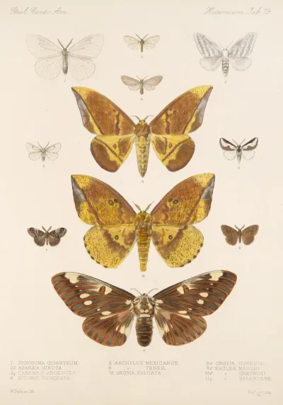 Insecta Lepidoptera Heterocera Pl 079