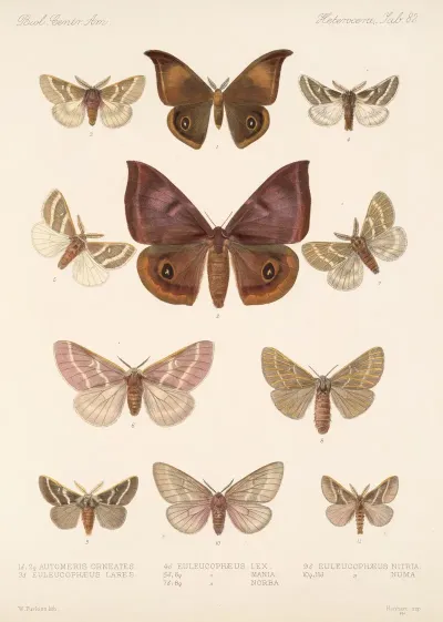 Insecta Lepidoptera Heterocera Pl 082