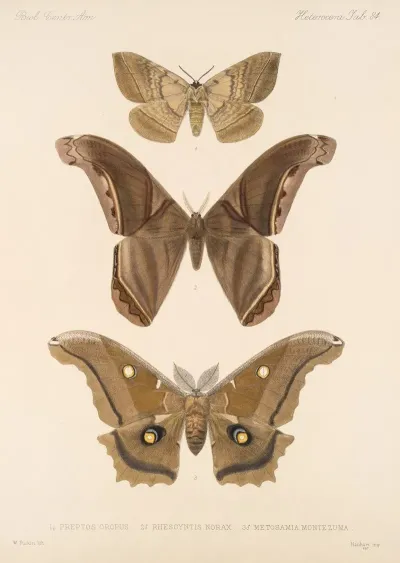 Insecta Lepidoptera Heterocera Pl 084