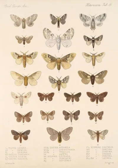 Insecta Lepidoptera Heterocera Pl 086