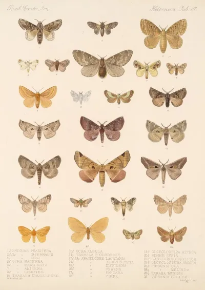 Insecta Lepidoptera Heterocera Pl 087