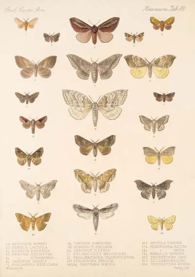 Insecta Lepidoptera Heterocera Pl 088