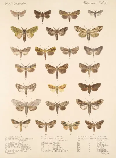 Insecta Lepidoptera Heterocera Pl 090