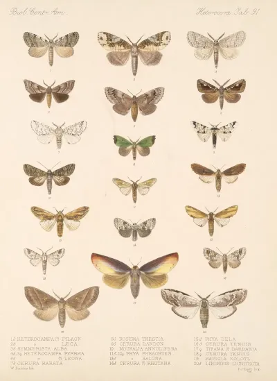 Insecta Lepidoptera Heterocera Pl 091