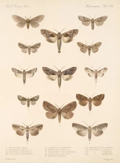 Insecta Lepidoptera Heterocera Pl 092