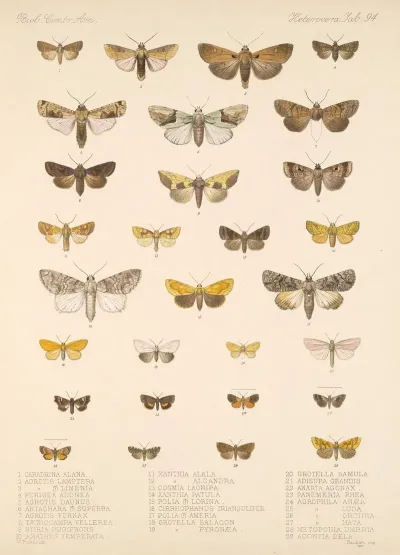 Insecta Lepidoptera Heterocera Pl 094